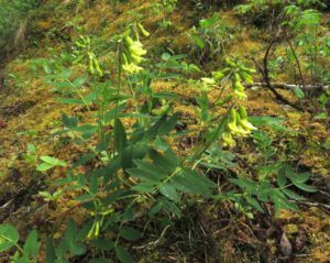 12 hairy arctic milk vetch (Tombstone Territorial Park)