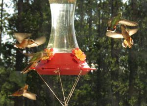 12 hummers 1 (Kleena Kleene Fire Part Three)