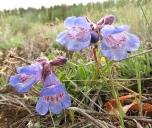 12 penstemon BEST (Yukon Journey – Kluane National Park)