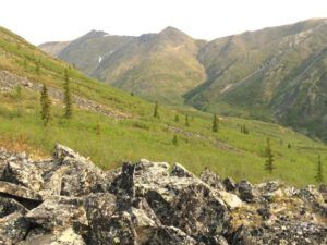 12a buckbrush (Tombstone Territorial Park)