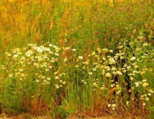 12a smoky flos (Fire Update)