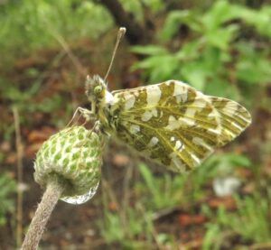 13 drenched butterfly (Yukon Journey – Kluane National Park)