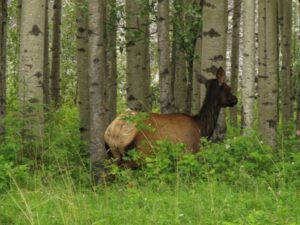 13 elk BEST (Tombstone to Valemount, BC.)