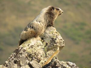 13 marmot (Tombstone Territorial Park)