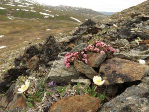 13 not fae from road (Yukon Journey – Chilkat Pass.)