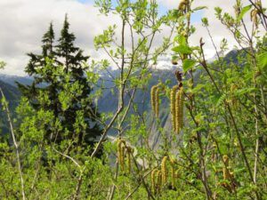13 slide alder best (Home to Stewart and Salmon Glacier)