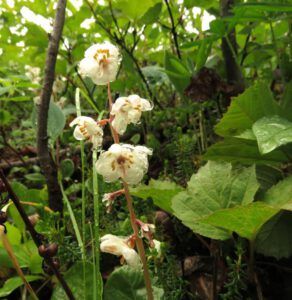 14 pyrola grandiflora (Yukon Journey – Kluane National Park)