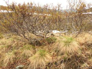 14a willows (Yukon Journey – Chilkat Pass.)