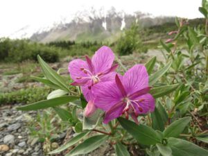 15 mt fireweed (Yukon Journey – Kluane National Park)