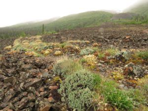 15a bands of vegitation (Yukon Journey – Kluane National Park)