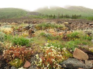 15b mixed flos (Yukon Journey – Kluane National Park)