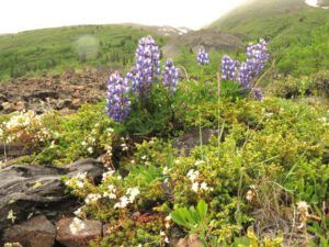 16 lupins best (bands of plants) (Yukon Journey – Kluane National Park)