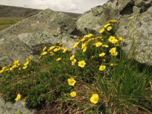 16 ross’s avens best (Haines Junction to Dawson City)