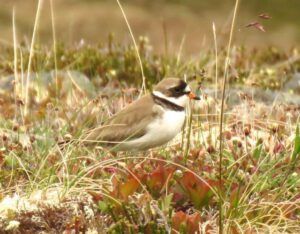 16 sandpiper (Yukon Journey – Chilkat Pass.)