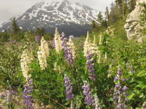 16a lupins (Yukon Journey – Meziadin Junction to Whitehorse)