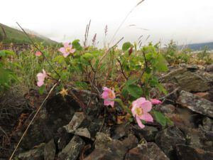 16a wild rose best (Yukon Journey – Kluane National Park)