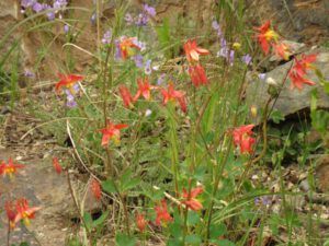 16c columbine (Yukon Journey – Meziadin Junction to Whitehorse)