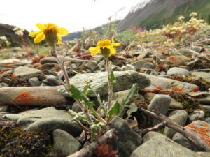 17 black-tipped groundsel (Yukon Journey – Kluane National Park)