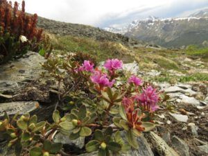17 lapaland rhododendron (Haines Junction to Dawson City)