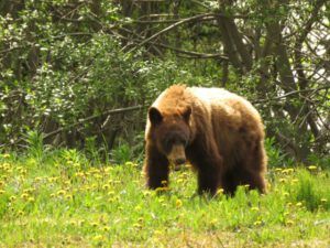 18 bear (Yukon Journey – Meziadin Junction to Whitehorse)