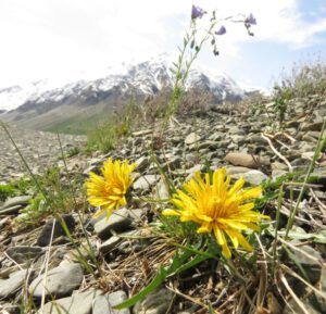 18 happier dandelions and flax (Yukon Journey – Kluane National Park)