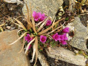 18 purple sax (Haines Junction to Dawson City)