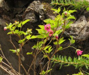 18 salmonberry (Home to Stewart and Salmon Glacier)