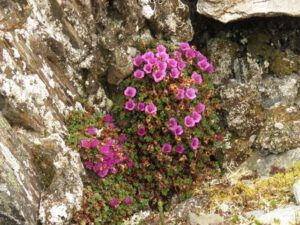 19 purple sax 2 (Haines Junction to Dawson City)