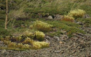 19c sax tricuspidata (Yukon Journey – Meziadin Junction to Whitehorse)