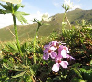 21 wallflower (Tombstone Territorial Park)