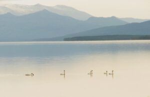 22 swans (Yukon Journey – Chilkat Pass.)
