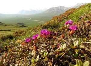 23 rhododendron (Tombstone Territorial Park)