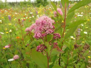 23 spirea (Tombstone to Valemount, BC.)