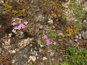 24 phlox (Tombstone Territorial Park)