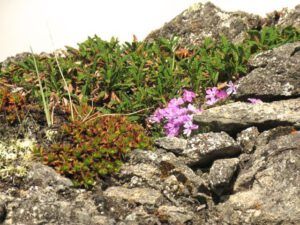 25 phlox 2 (Tombstone Territorial Park)