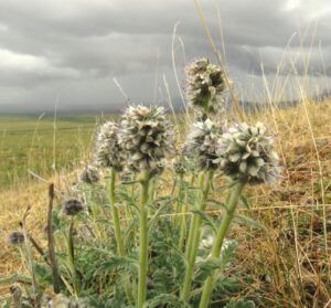 28 phacelia mollis (Tombstone Territorial Park)