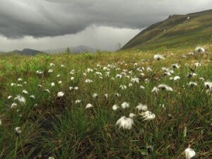 29 cotton grass (Tombstone Territorial Park)