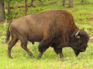 3 bison (Tombstone to Valemount, BC.)