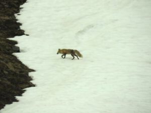 3 fox (Yukon Journey – Chilkat Pass.)