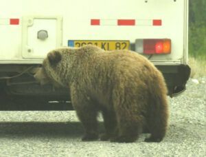 3 grizzley 1 (Haines Junction to Dawson City)