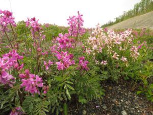 3 hedysarum (Yukon Journey – Kluane National Park)