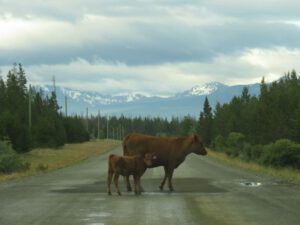 3a cows on road (Kleena Kleene Fire Part Three)