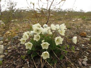 4 northern anemones (Yukon Journey – Chilkat Pass.)