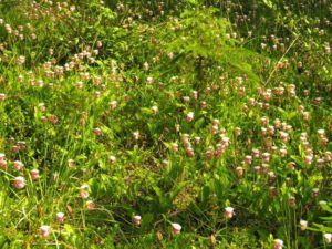 4 pink lady slipper (Haines Junction to Dawson City)