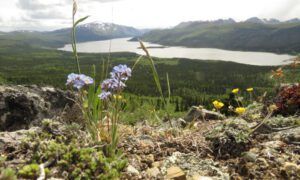 5 forgetmenot best (Yukon Journey – Meziadin Junction to Whitehorse)