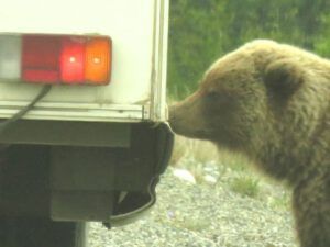 5 grizzly 3 (Haines Junction to Dawson City)