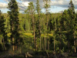5 pond full (Kleena Kleene Fire Part Three)