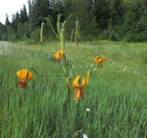 5 tiger lily (Highway 5)