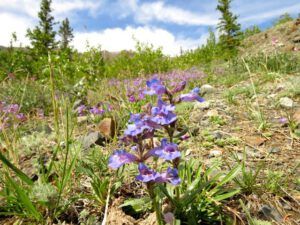 5 yukon pentstemon (Yukon Journey – Kluane National Park)