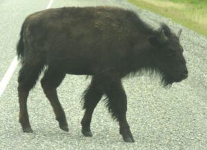 5a all over road (Tombstone to Valemount, BC.)